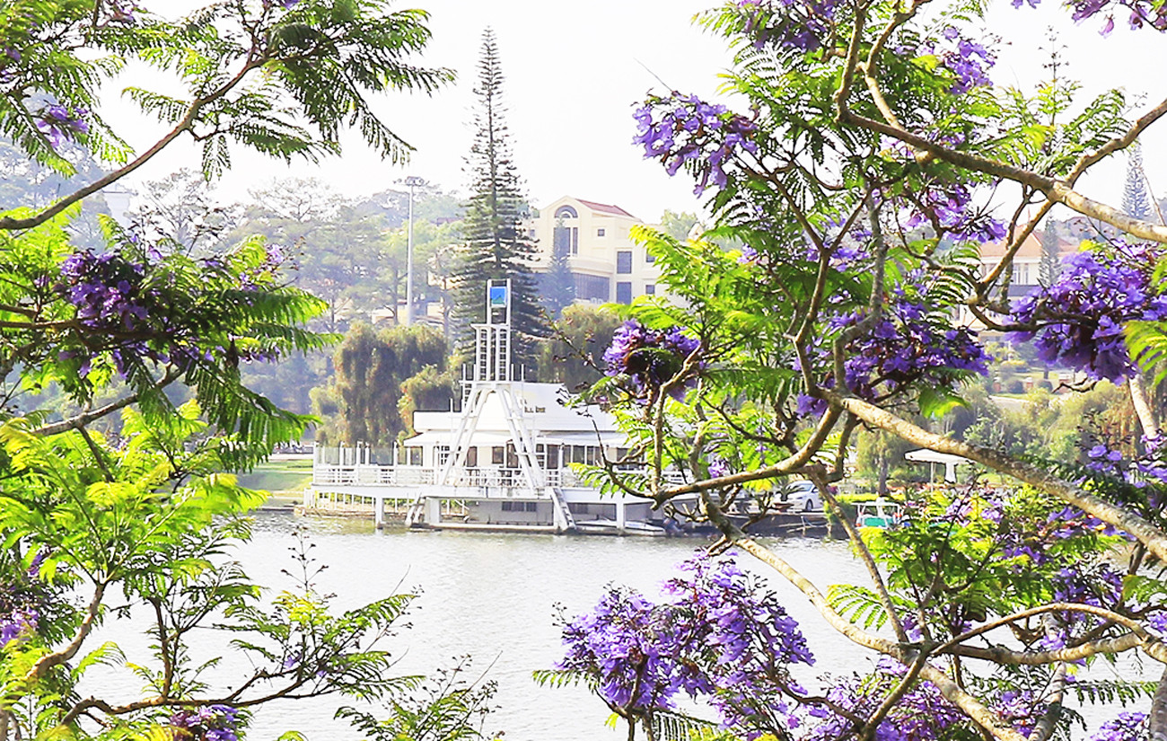 Bất ngờ phượng tím bung nở ở Đà Lạt đúng dịp Tết ảnh 2