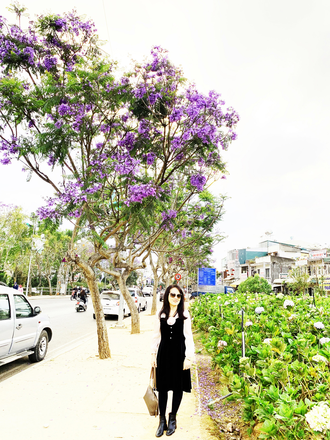 Bất ngờ phượng tím bung nở ở Đà Lạt đúng dịp Tết ảnh 1