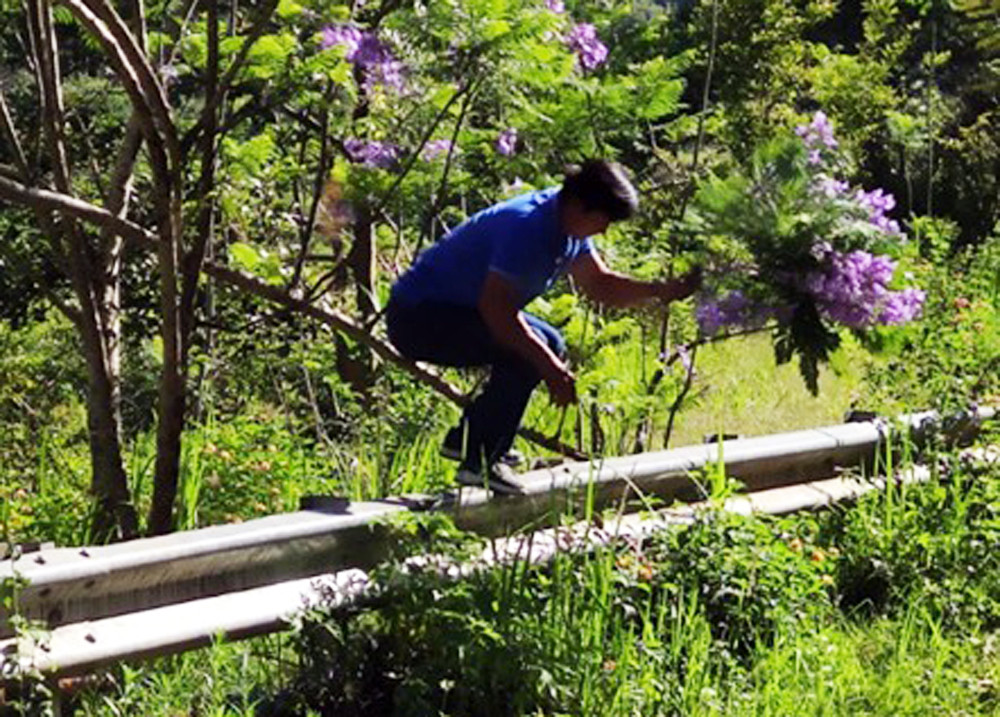 Bất ngờ phượng tím bung nở ở Đà Lạt đúng dịp Tết ảnh 4