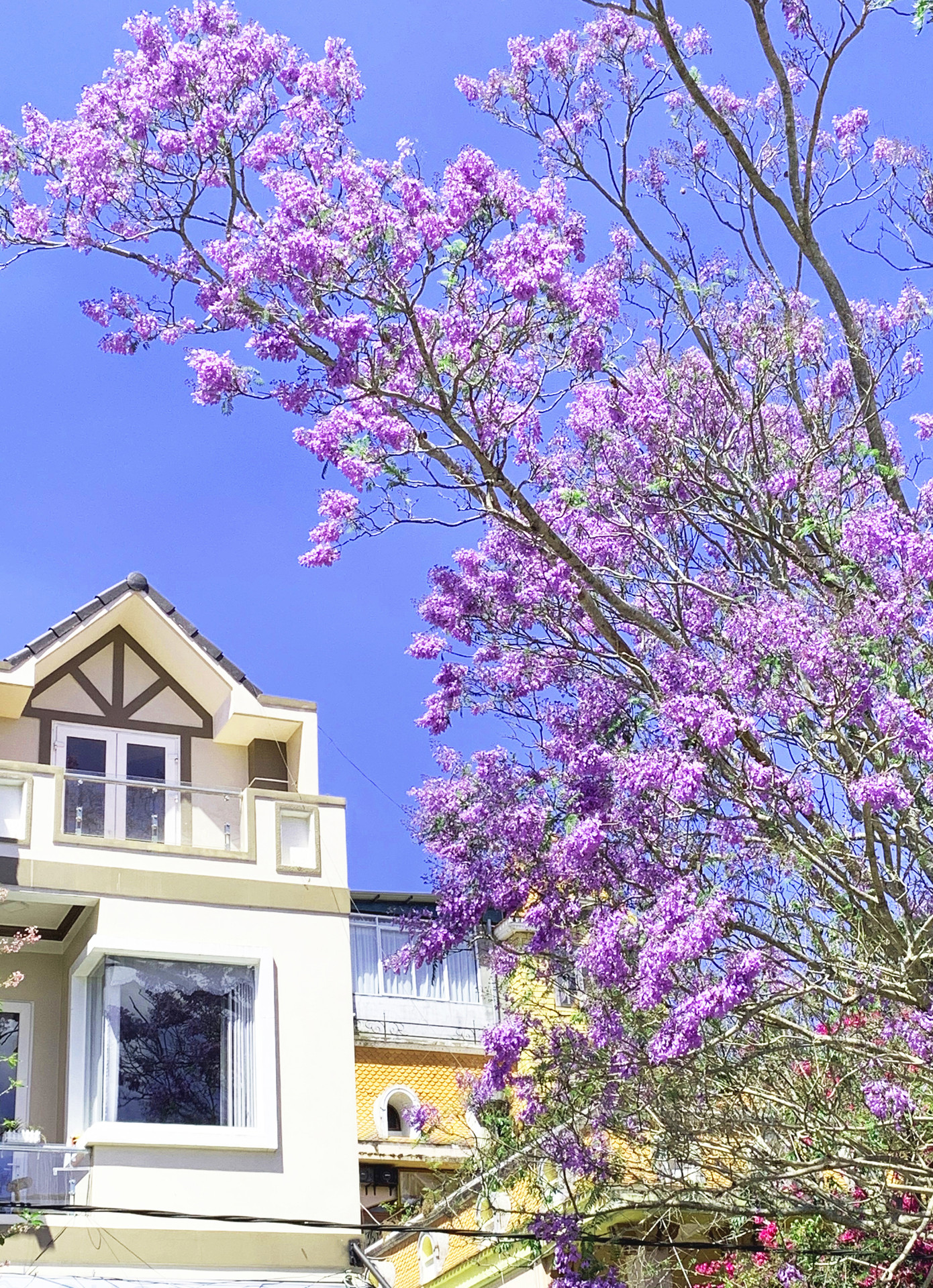 Bất ngờ phượng tím bung nở ở Đà Lạt đúng dịp Tết ảnh 6