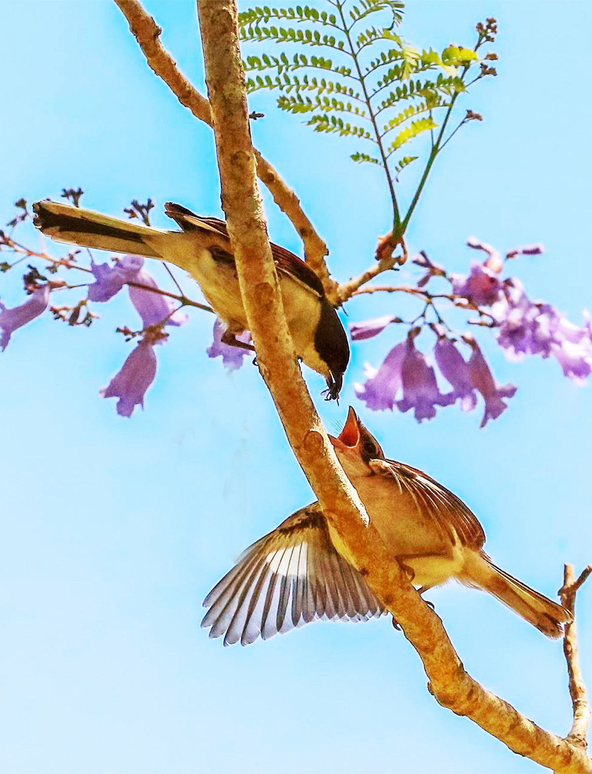 Bất ngờ phượng tím bung nở ở Đà Lạt đúng dịp Tết ảnh 3