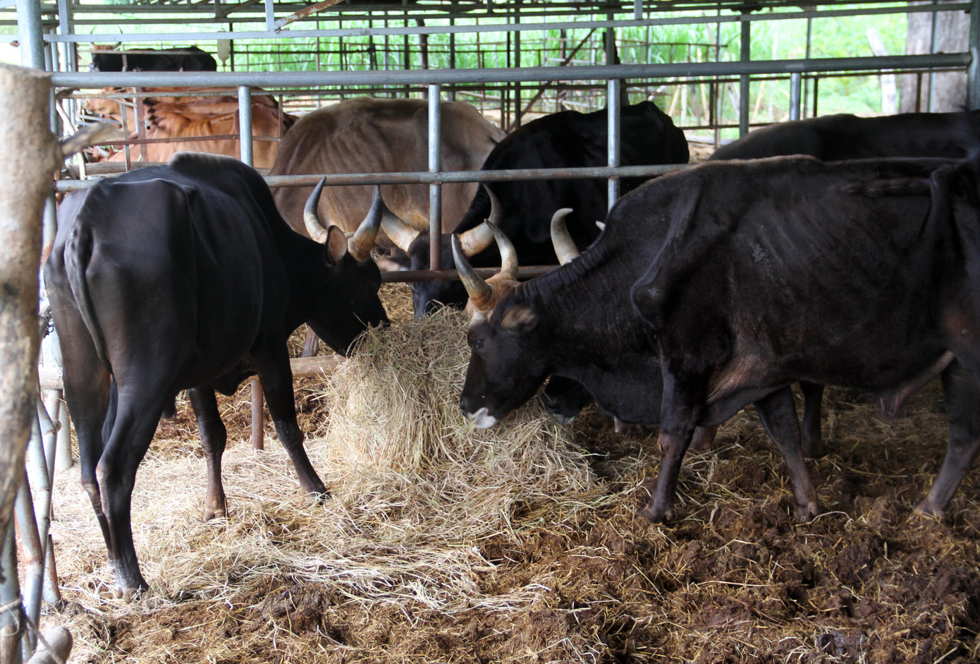 Người chăm đàn bò tót gen quý gầy trơ xương: Chờ được tiền xuống thì bò chết ảnh 3