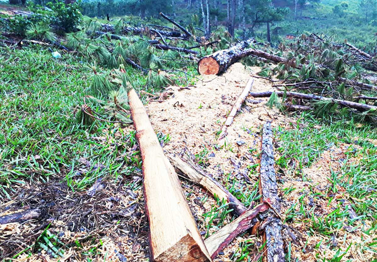 Nhức nhối nạn phá rừng ở khu dự trữ sinh quyển thế giới Lang Biang ảnh 2