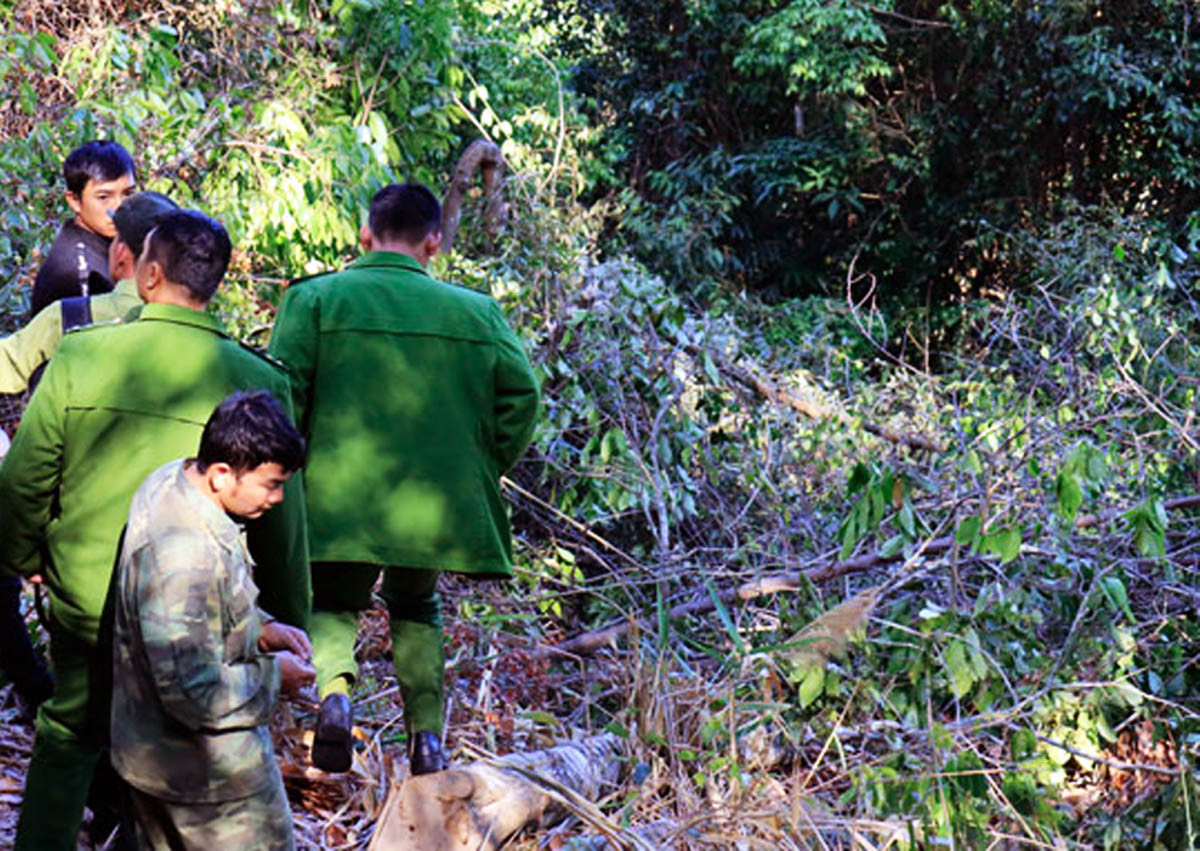 Bắt quả tang 3 đối tượng phá rừng phòng hộ giữa ban ngày ảnh 2