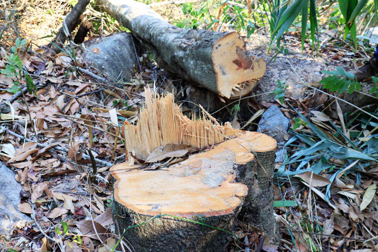 Bắt quả tang 3 đối tượng phá rừng phòng hộ giữa ban ngày ảnh 1