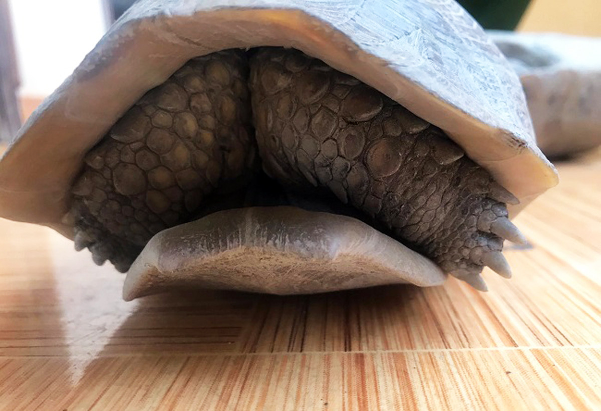 Giải cứu nhiều con thú quý hiếm sắp lên bàn nhậu ảnh 3