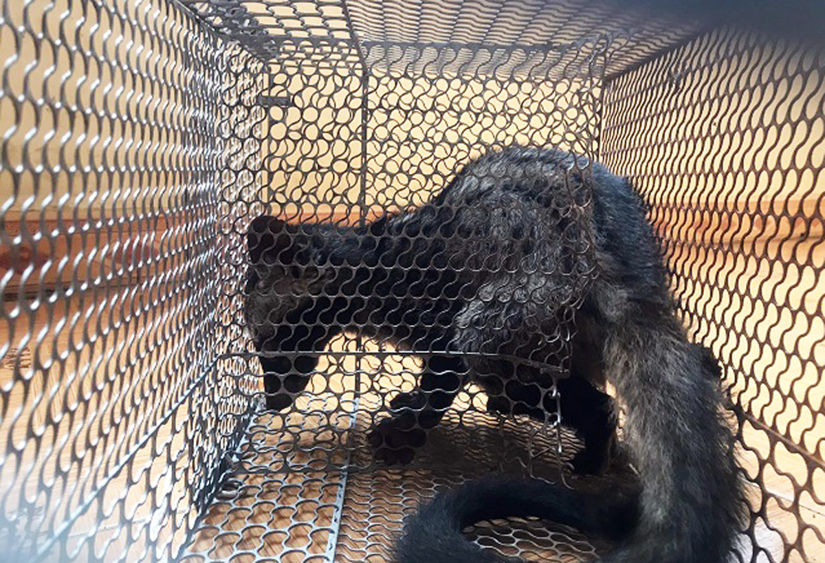 Giải cứu nhiều con thú quý hiếm sắp lên bàn nhậu ảnh 1