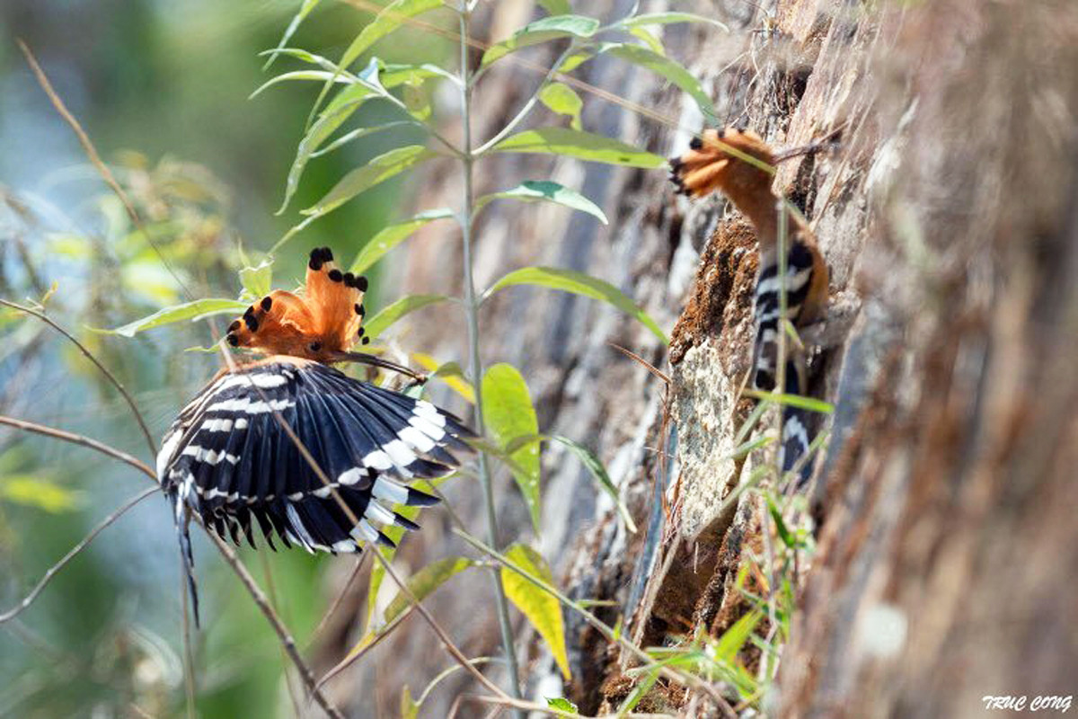 Bắn cặp chim đầu rìu tuyệt đẹp, cư dân mạng lên án báo công an ảnh 3