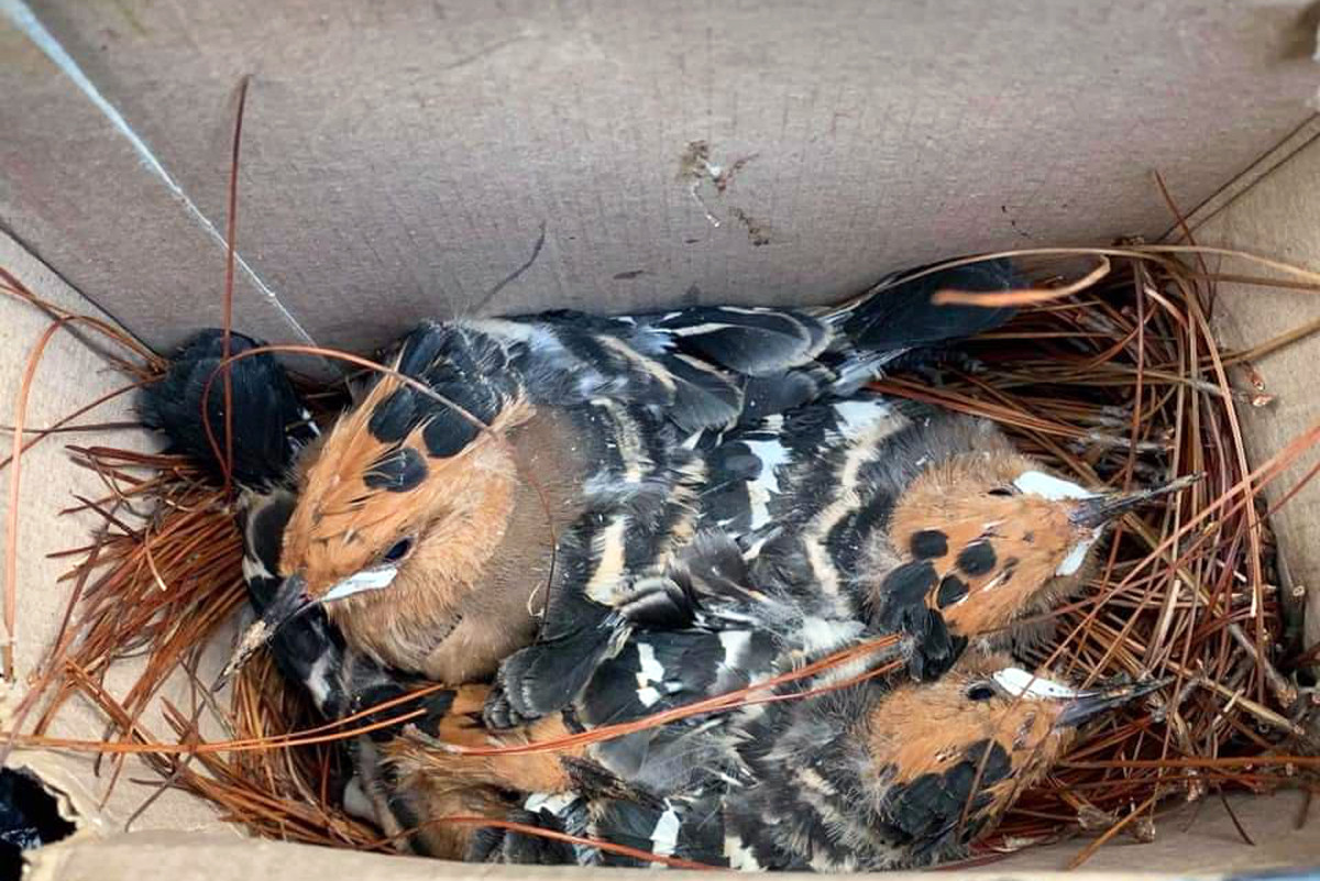 Bắn cặp chim đầu rìu tuyệt đẹp, cư dân mạng lên án báo công an ảnh 4