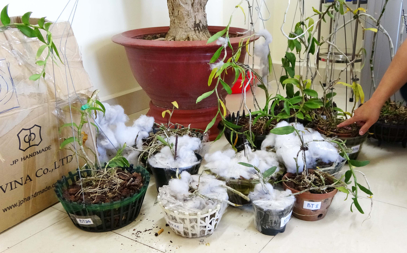 Bắt nhóm đối tượng trộm phong lan đột biến trị giá tiền tỷ ảnh 1