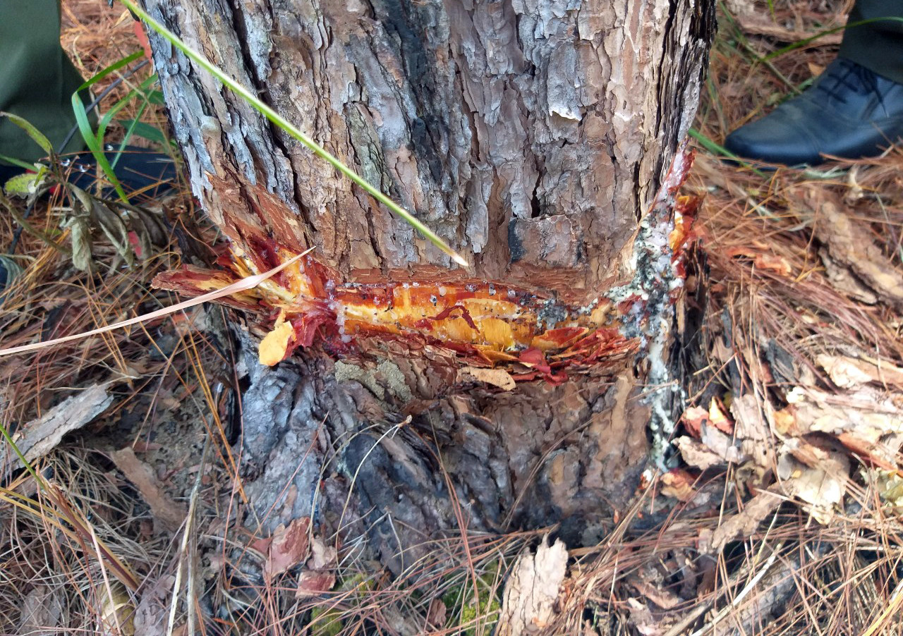 Lâm Đồng: 108 cây thông hàng chục năm tuổi bị đẽo vỏ ảnh 2