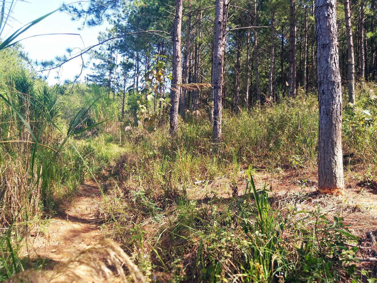 Lâm Đồng: 108 cây thông hàng chục năm tuổi bị đẽo vỏ ảnh 3