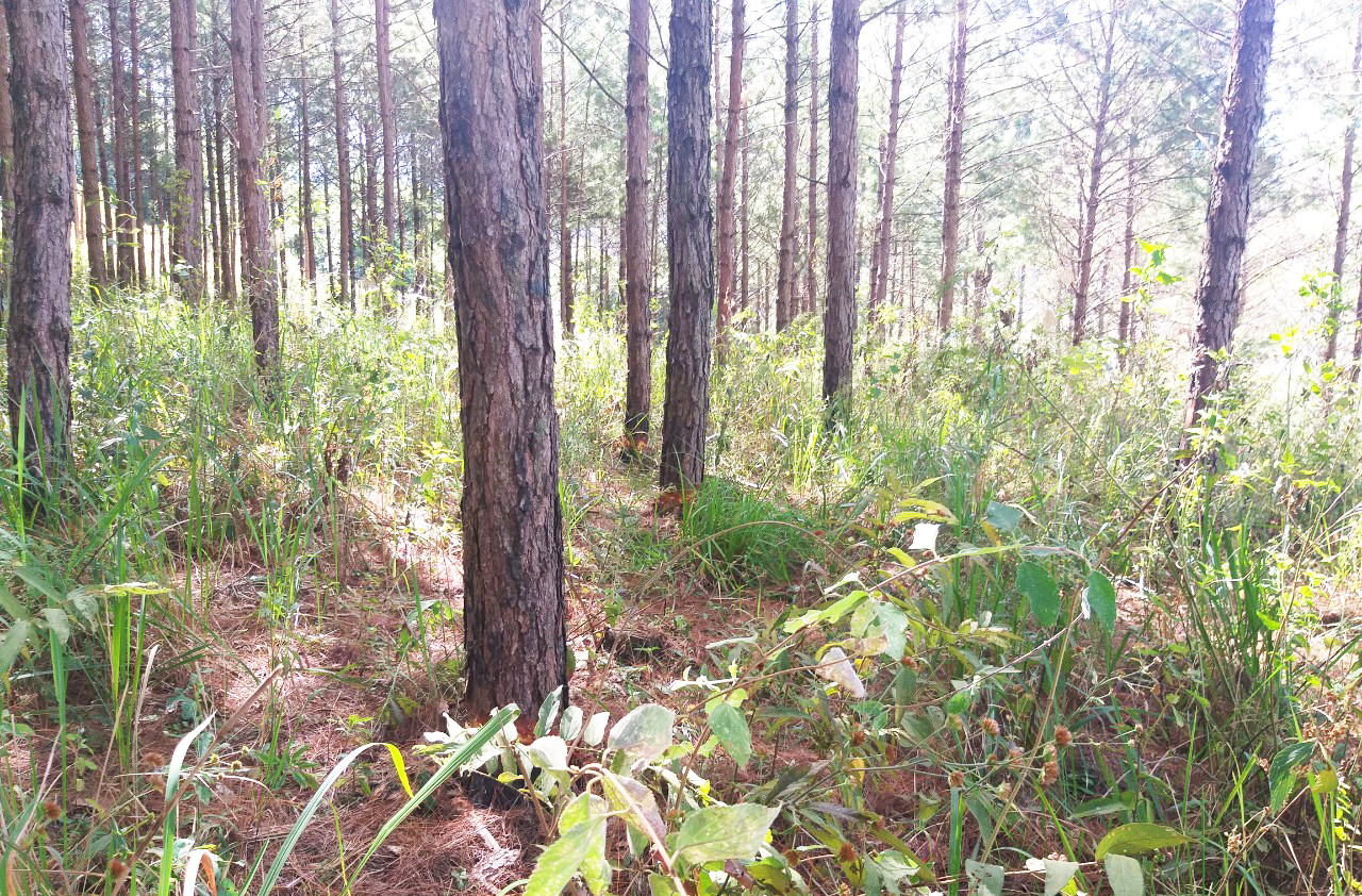 Lâm Đồng: 108 cây thông hàng chục năm tuổi bị đẽo vỏ ảnh 1