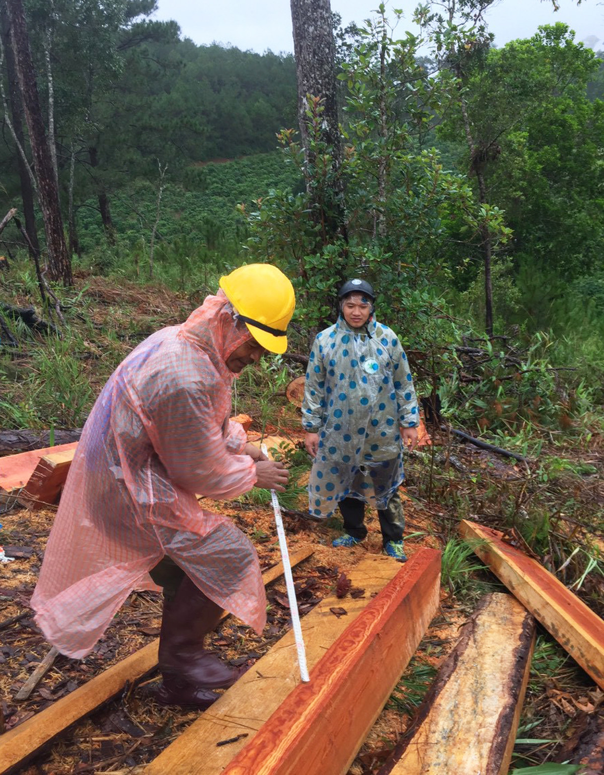 Lâm tặc xẻ gỗ, chiếm đất, Ban quản lý rừng không biết ảnh 1