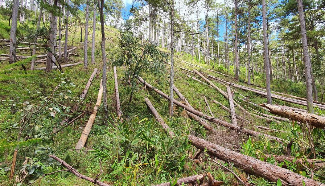 Xác định 6 đối tượng cưa hạ la liệt cây rừng phòng hộ ảnh 2