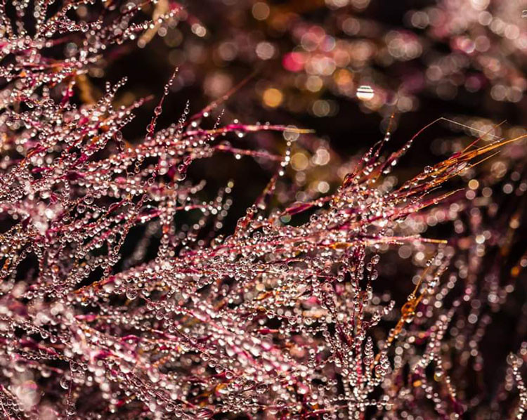 Săn ảnh mùa cỏ hồng Lang Biang – Đà Lạt ảnh 5