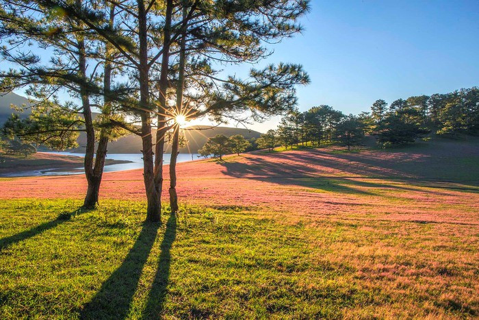 Săn ảnh mùa cỏ hồng Lang Biang – Đà Lạt ảnh 4