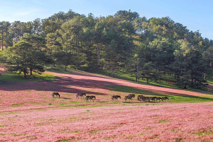Săn ảnh mùa cỏ hồng Lang Biang – Đà Lạt ảnh 3