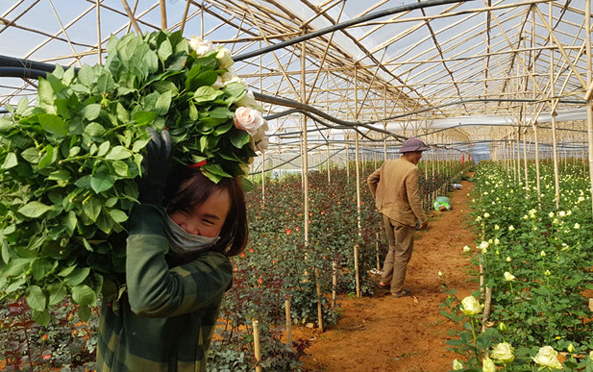 Giá hoa hồng Đà Lạt tăng vọt dịp 8/3 ảnh 1