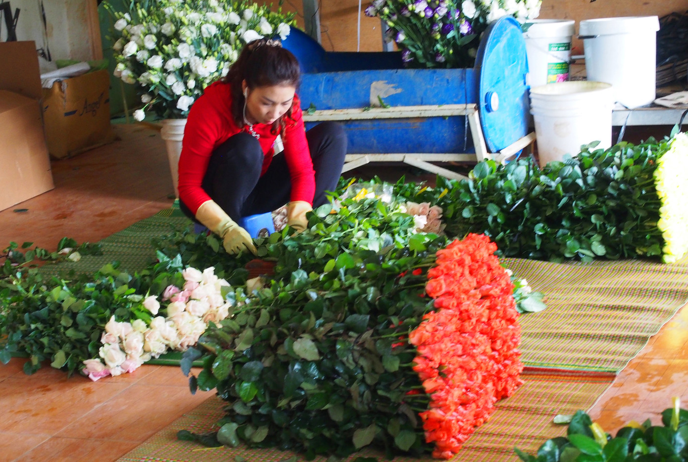 Giá hoa hồng Đà Lạt tăng vọt dịp 8/3 ảnh 3