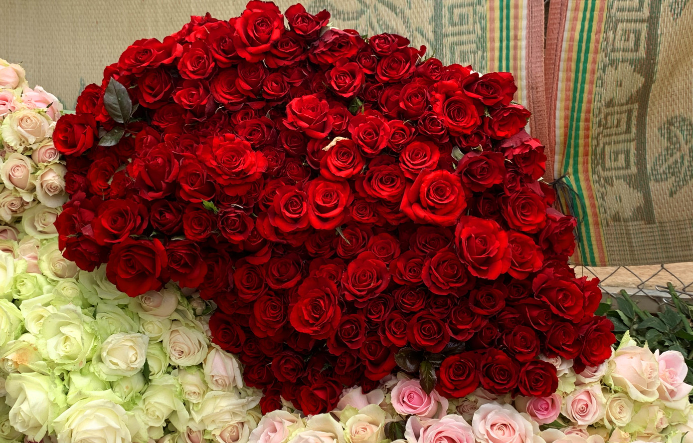 Giá hoa hồng Đà Lạt tăng vọt dịp 8/3 ảnh 2