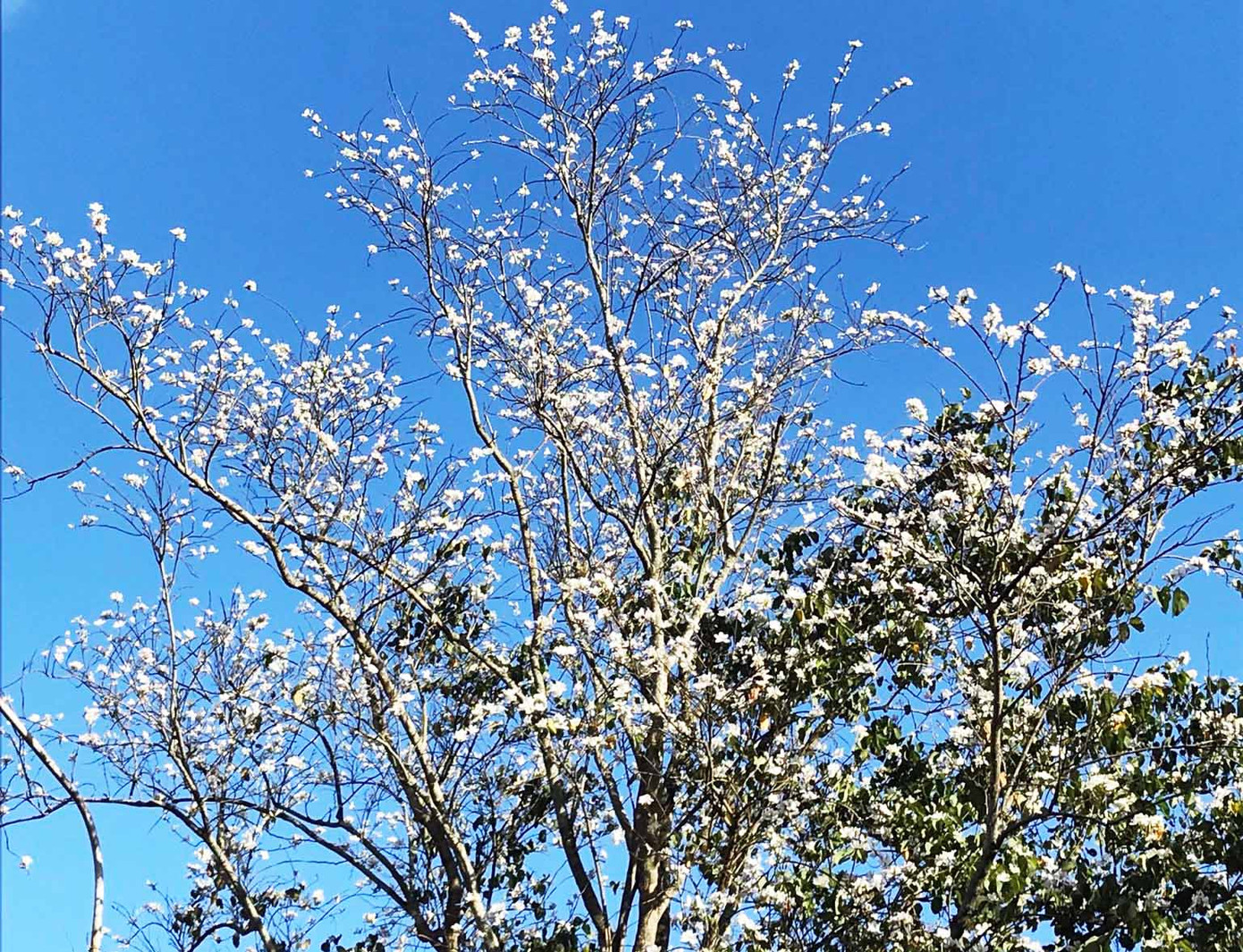 Hoa ban Tây Bắc nở trắng trời Đà Lạt ảnh 3