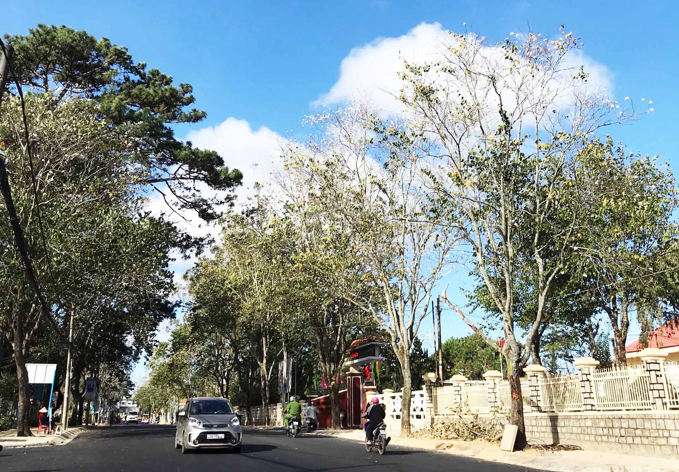 Hoa ban Tây Bắc nở trắng trời Đà Lạt ảnh 1