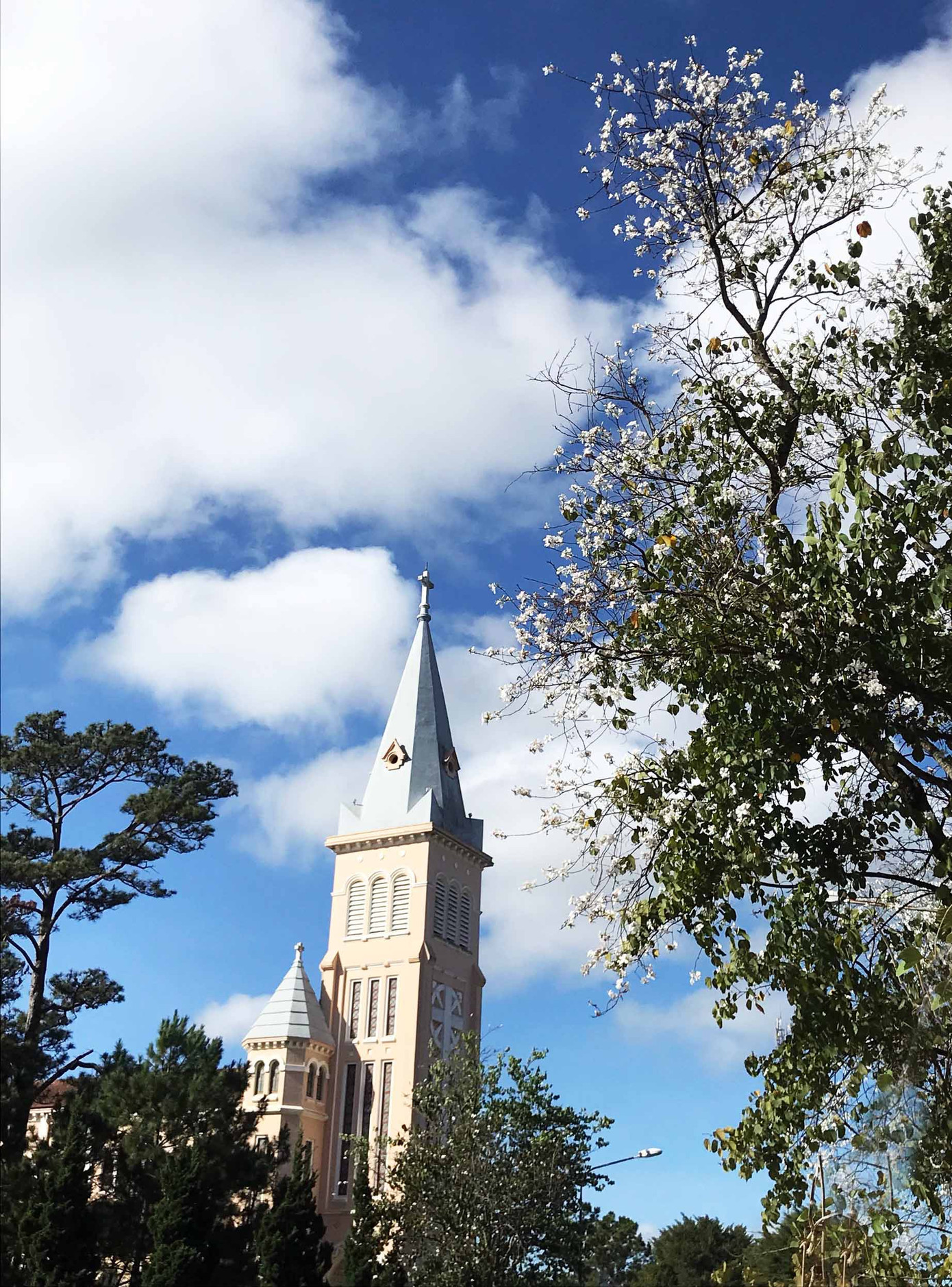 Hoa ban Tây Bắc nở trắng trời Đà Lạt ảnh 2