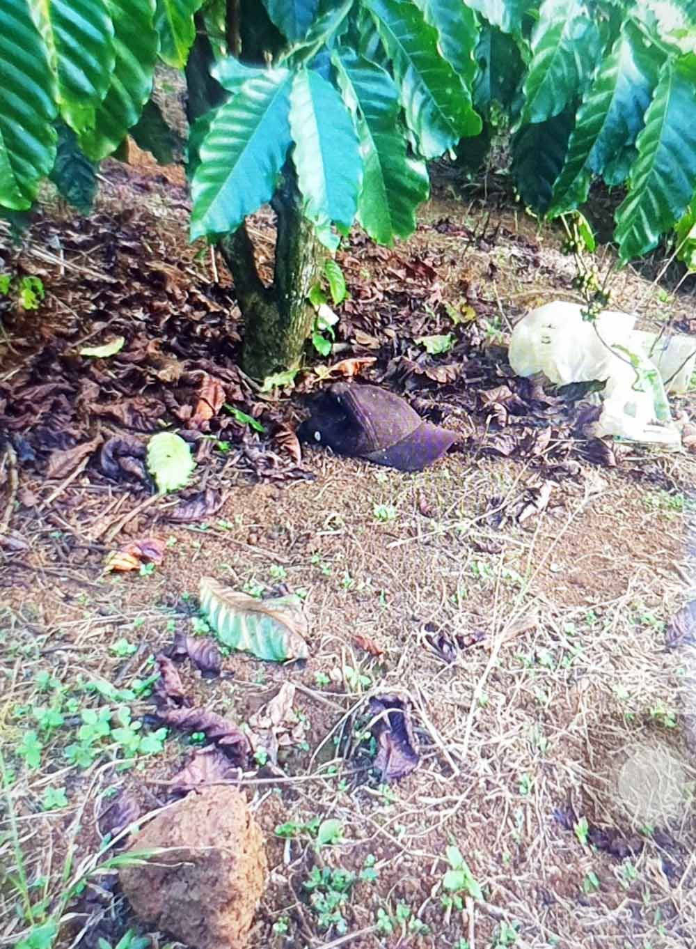 Vụ phát hiện thi thể không nguyên vẹn có nhiều vết đâm: Bắt một nghi phạm ảnh 1