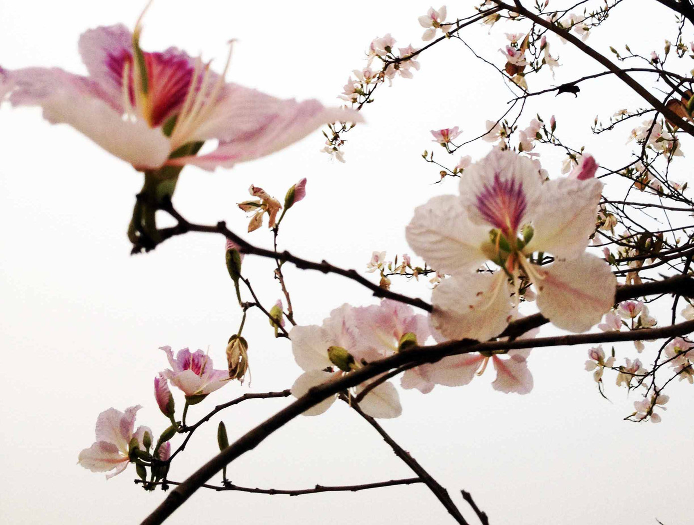 Hoa ban Tây Bắc nở trắng trời Đà Lạt ảnh 6