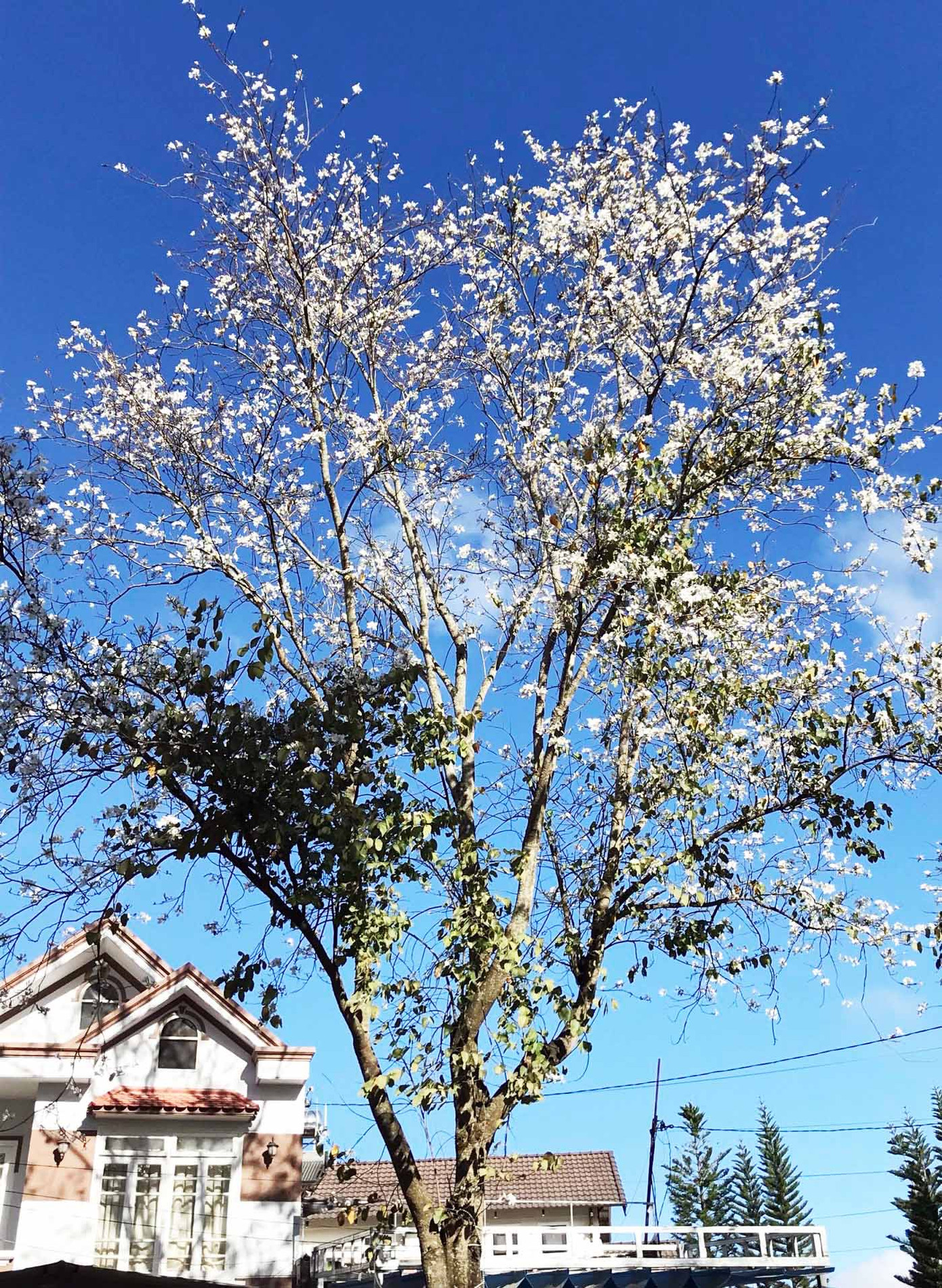 Hoa ban Tây Bắc nở trắng trời Đà Lạt ảnh 5