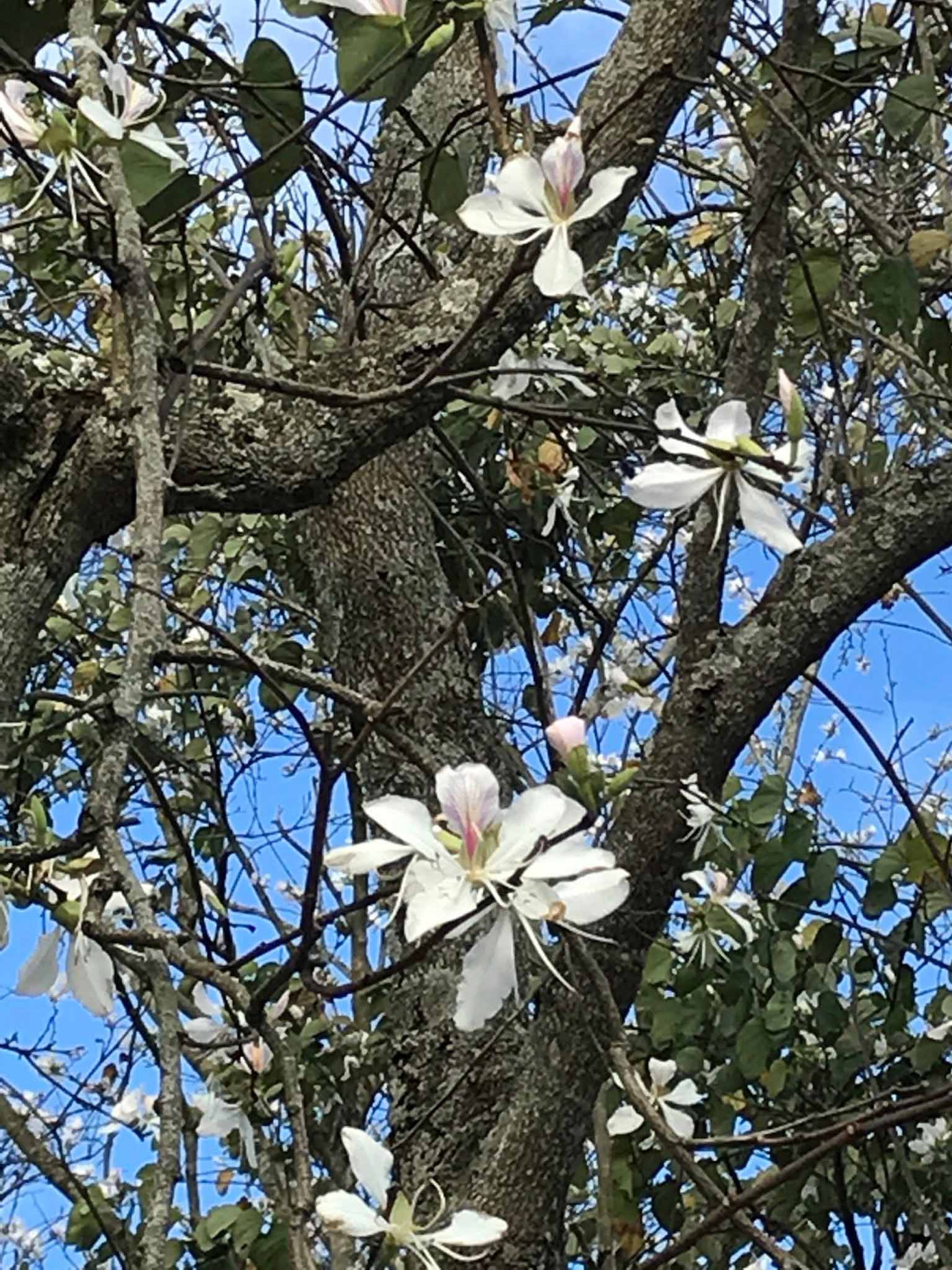 Hoa ban Tây Bắc nở trắng trời Đà Lạt ảnh 4