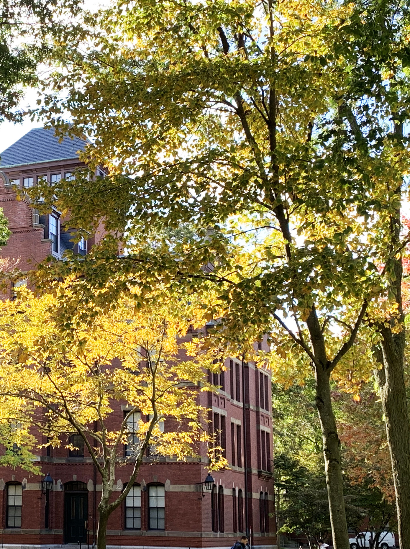 Đà Lạt mùa lá vàng, lá đỏ đẹp tựa trời Âu ảnh 2