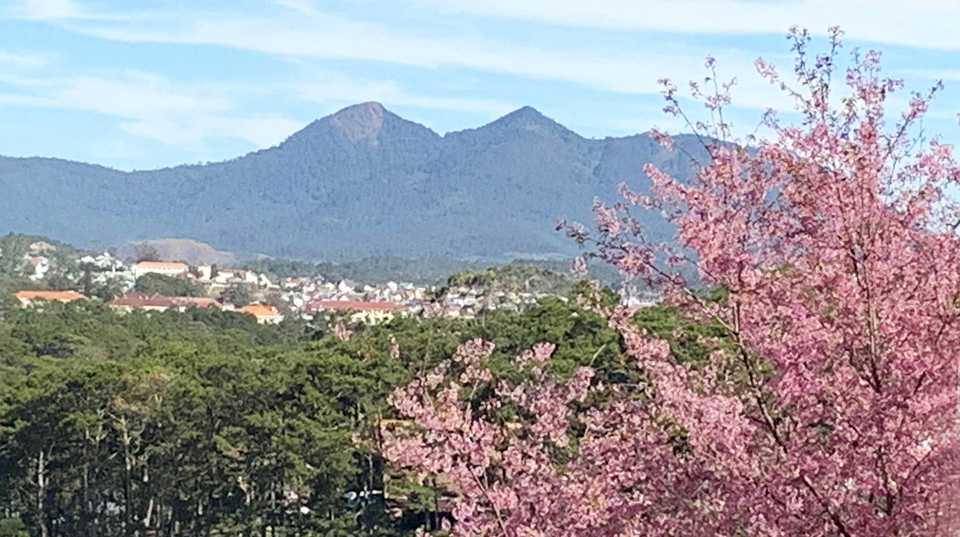 Giới trẻ 'săn' hoa mai anh đào bung nở trên núi ở Đà Lạt ảnh 2