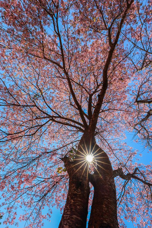 Giới trẻ 'săn' hoa mai anh đào bung nở trên núi ở Đà Lạt ảnh 5