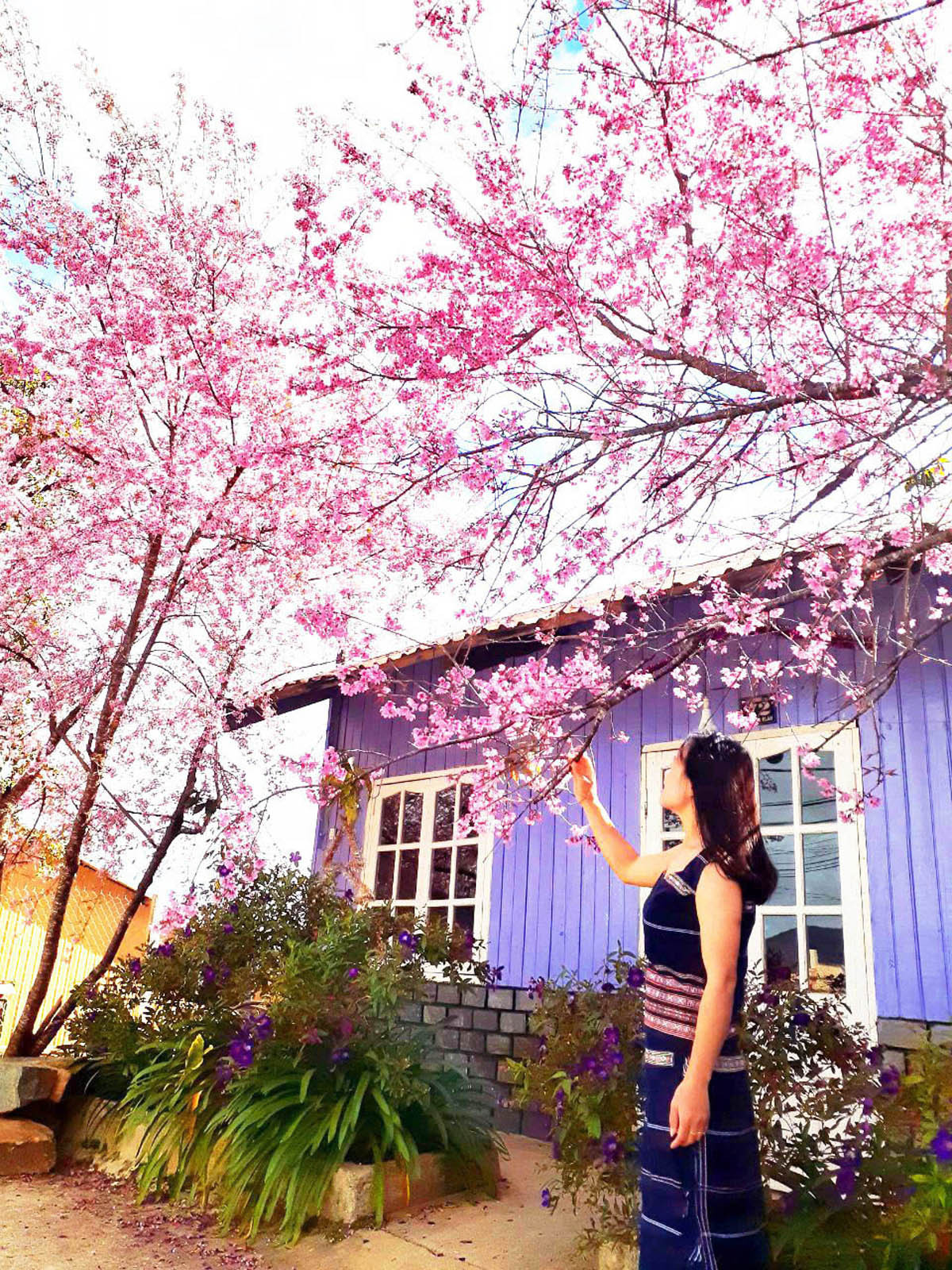 Giới trẻ 'săn' hoa mai anh đào bung nở trên núi ở Đà Lạt ảnh 1