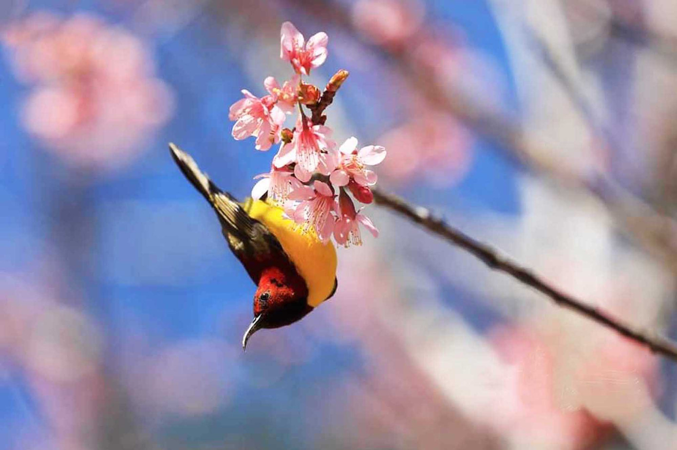 Giới trẻ 'săn' hoa mai anh đào bung nở trên núi ở Đà Lạt ảnh 6