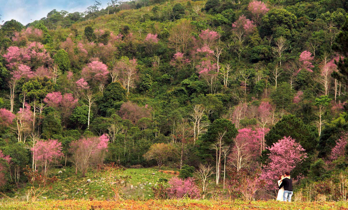 Giới trẻ 'săn' hoa mai anh đào bung nở trên núi ở Đà Lạt ảnh 7