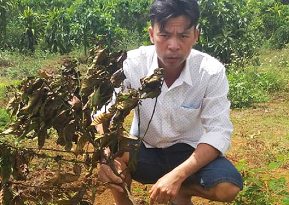 Liên tiếp xảy ra trộm cắp, hủy hoại vườn cây khiến dư luận hoang mang ảnh 2