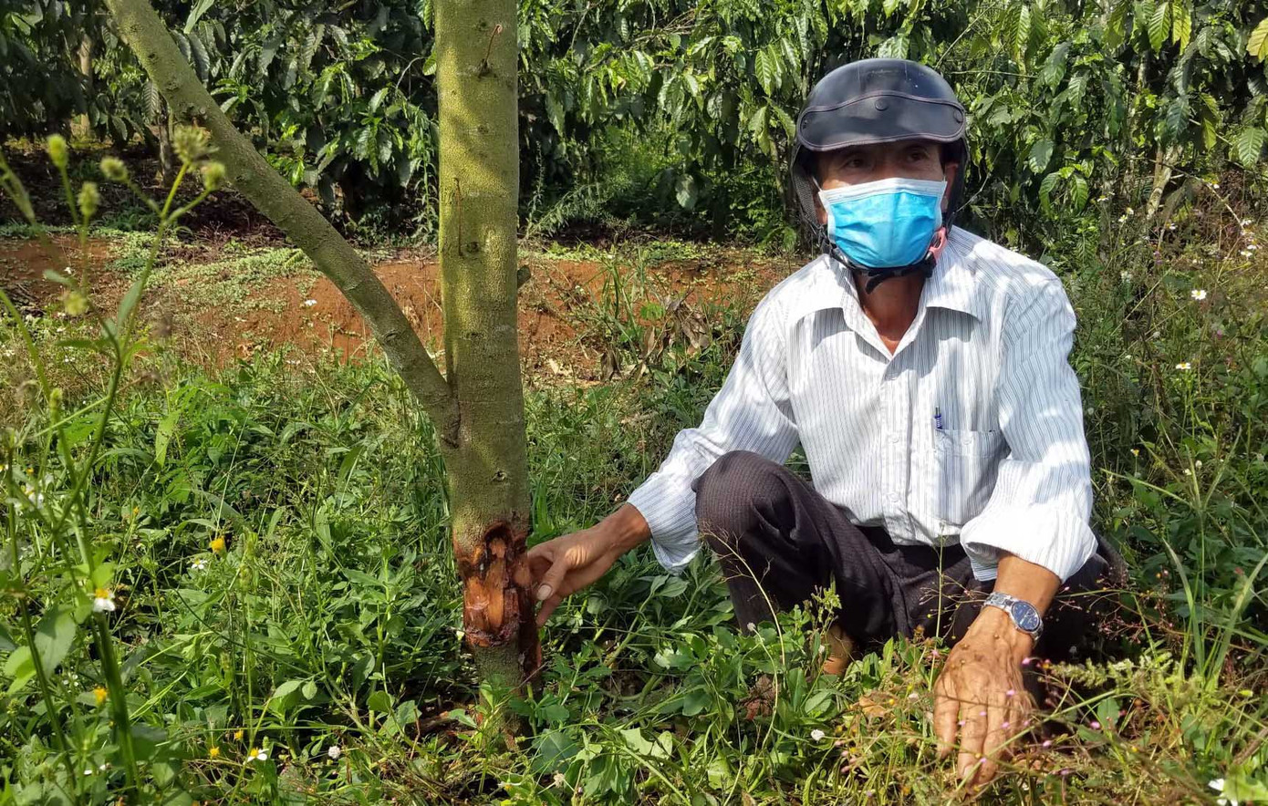 Liên tiếp xảy ra trộm cắp, hủy hoại vườn cây khiến dư luận hoang mang ảnh 3