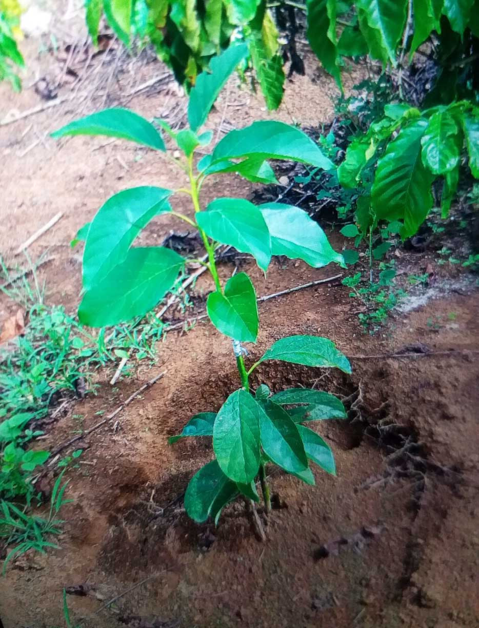 Liên tiếp xảy ra trộm cắp, hủy hoại vườn cây khiến dư luận hoang mang ảnh 1