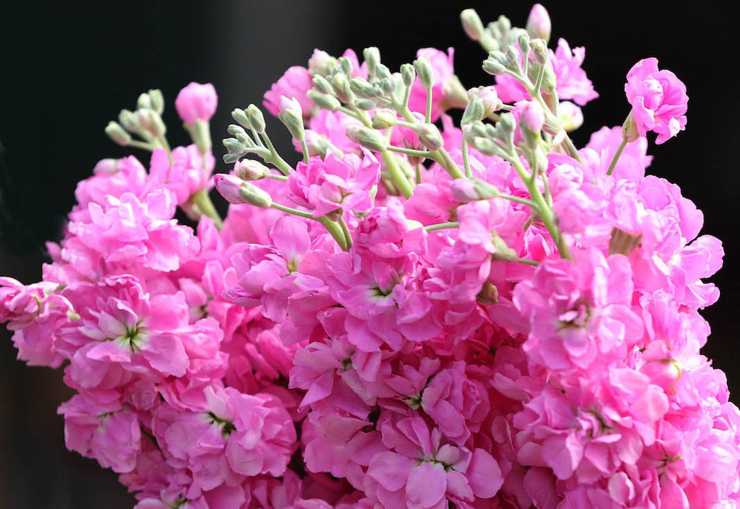 Giá hoa hồng Đà Lạt giảm sốc mùa Valentine ảnh 4