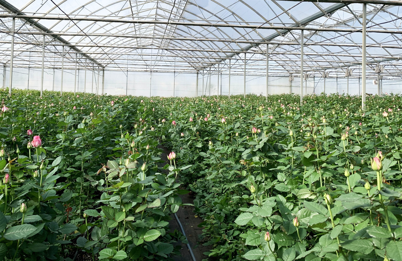 Giá hoa hồng Đà Lạt giảm sốc mùa Valentine ảnh 1