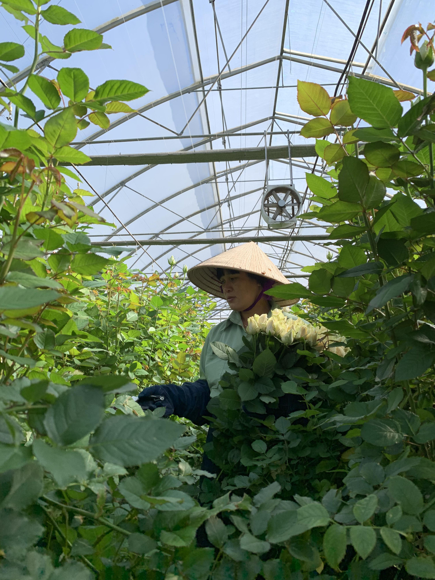 Giá hoa hồng Đà Lạt giảm sốc mùa Valentine ảnh 3