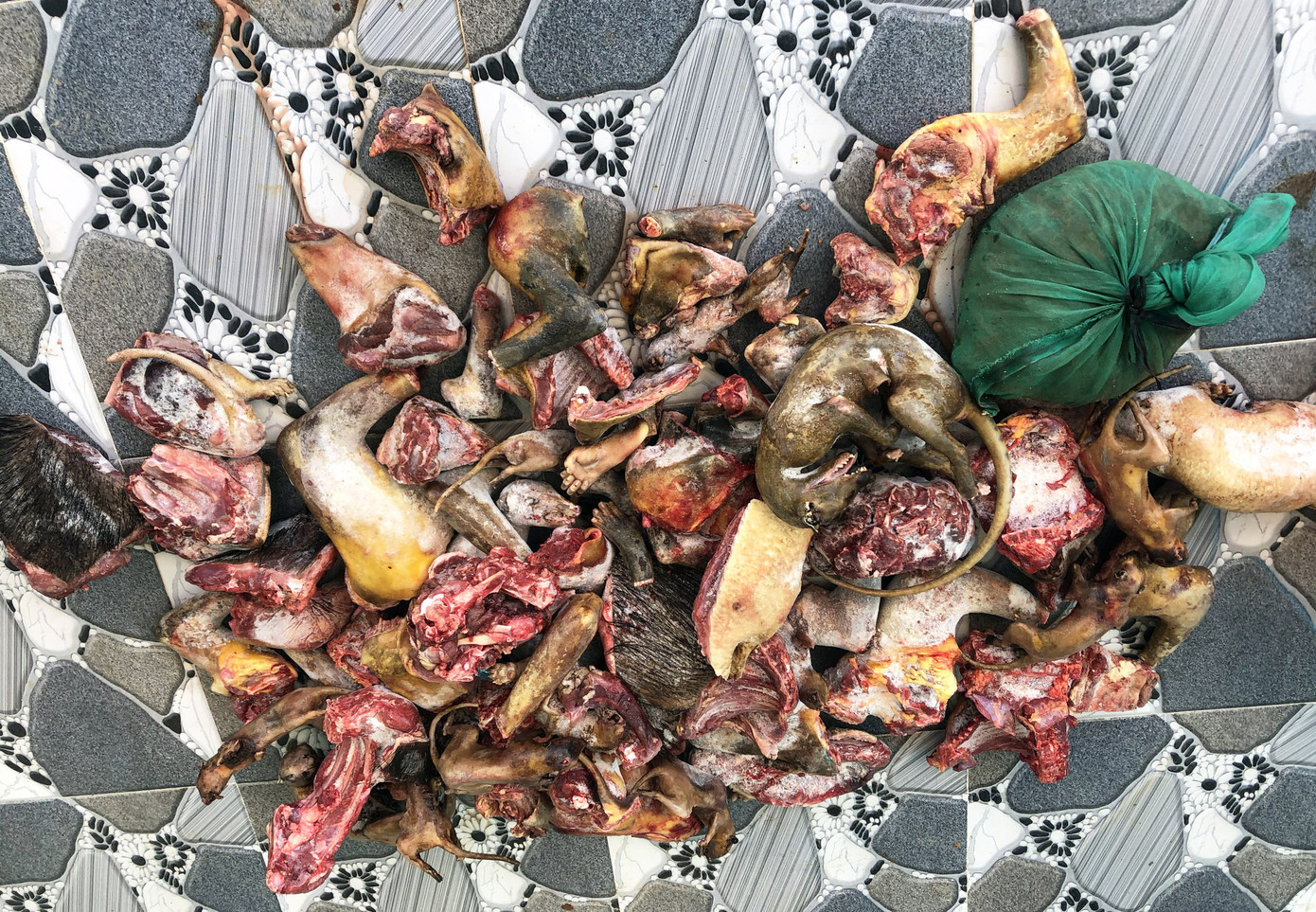 Choáng với 2 ổ nuôi nhốt, cấp đông động vật quý hiếm ở Lâm Đồng ảnh 2