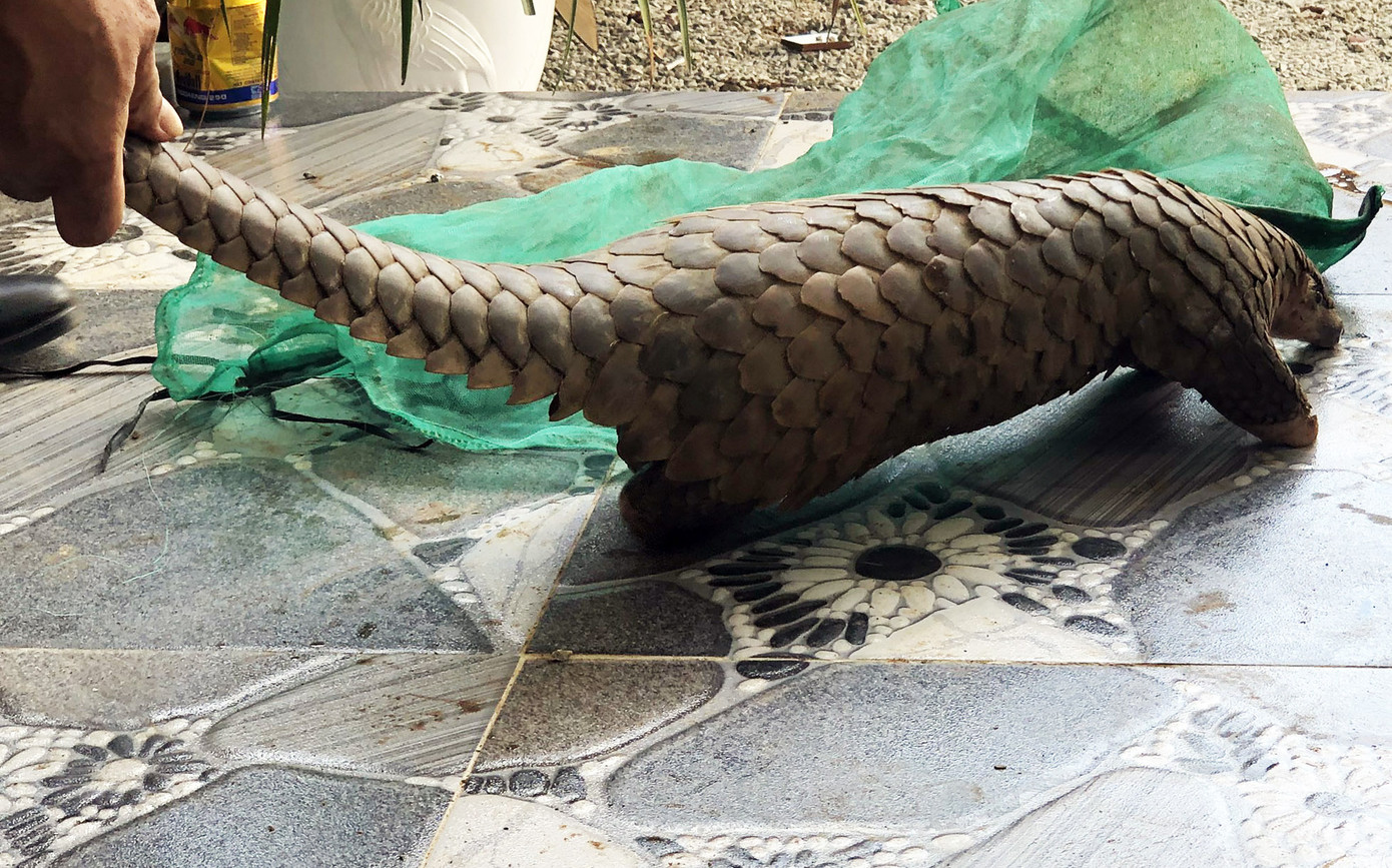 Choáng với 2 ổ nuôi nhốt, cấp đông động vật quý hiếm ở Lâm Đồng ảnh 1