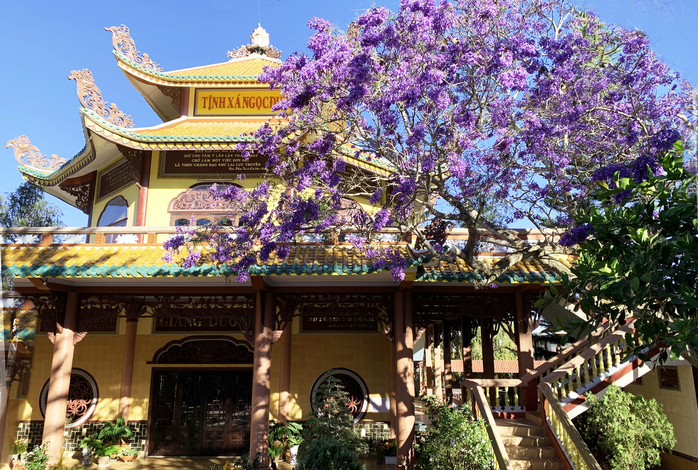 Chuyện về những cây phượng tím 'di sản' ở Đà Lạt ảnh 3