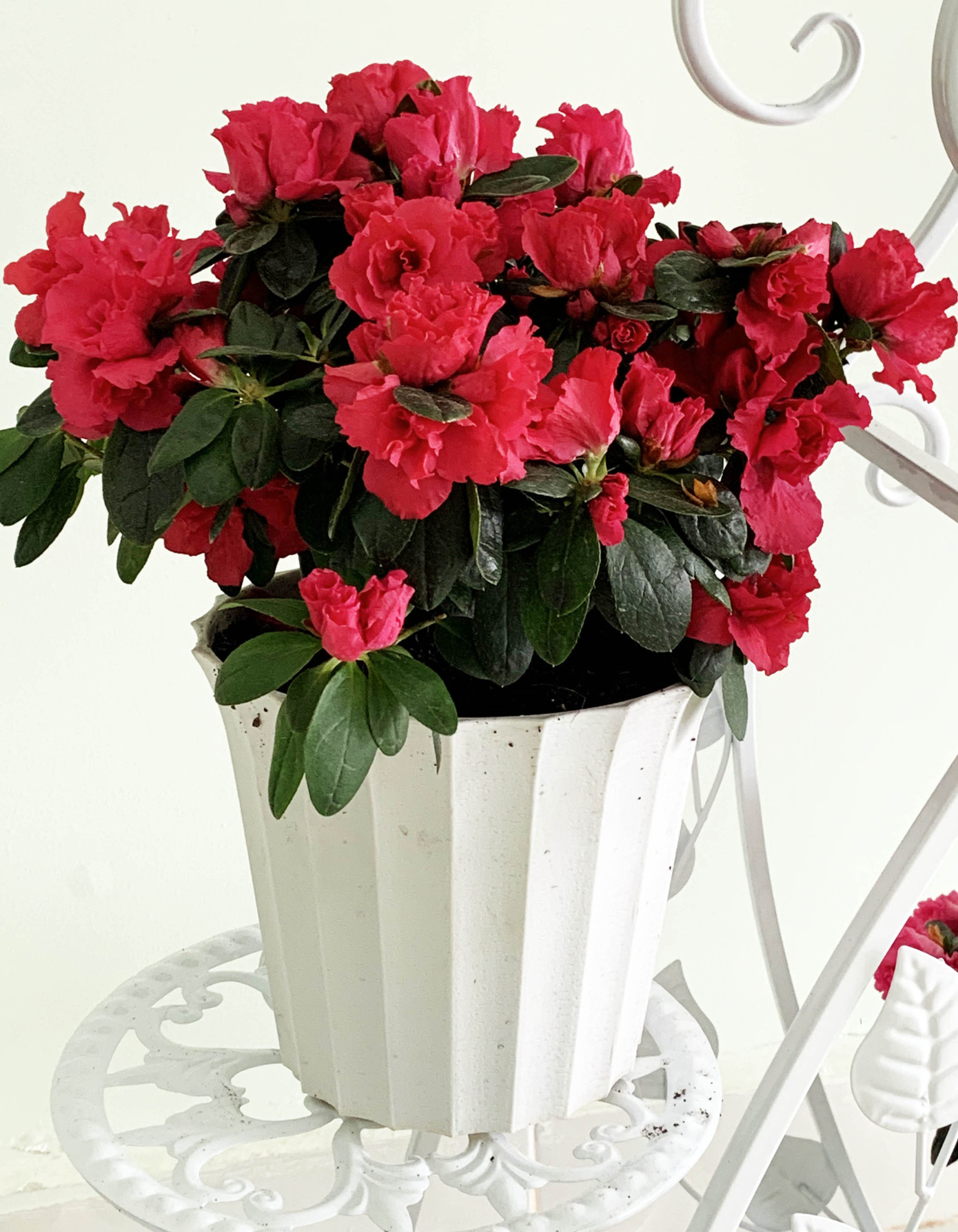 Đà Lạt lo ngại hoa Trung Quốc đội lốt ảnh 1