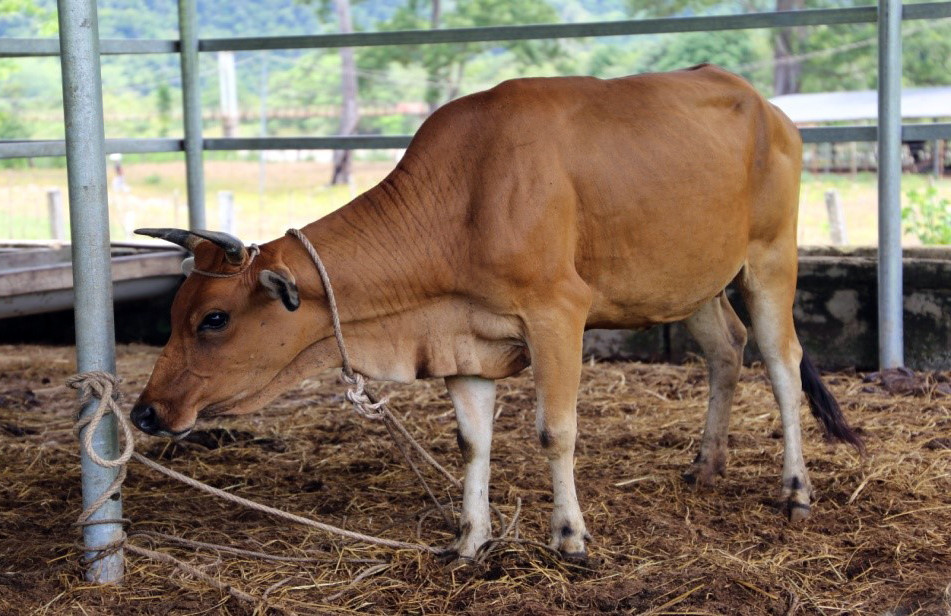 Cây gia phả 3 thế hệ bò tót lai quý hiếm ở Phước Bình ảnh 3