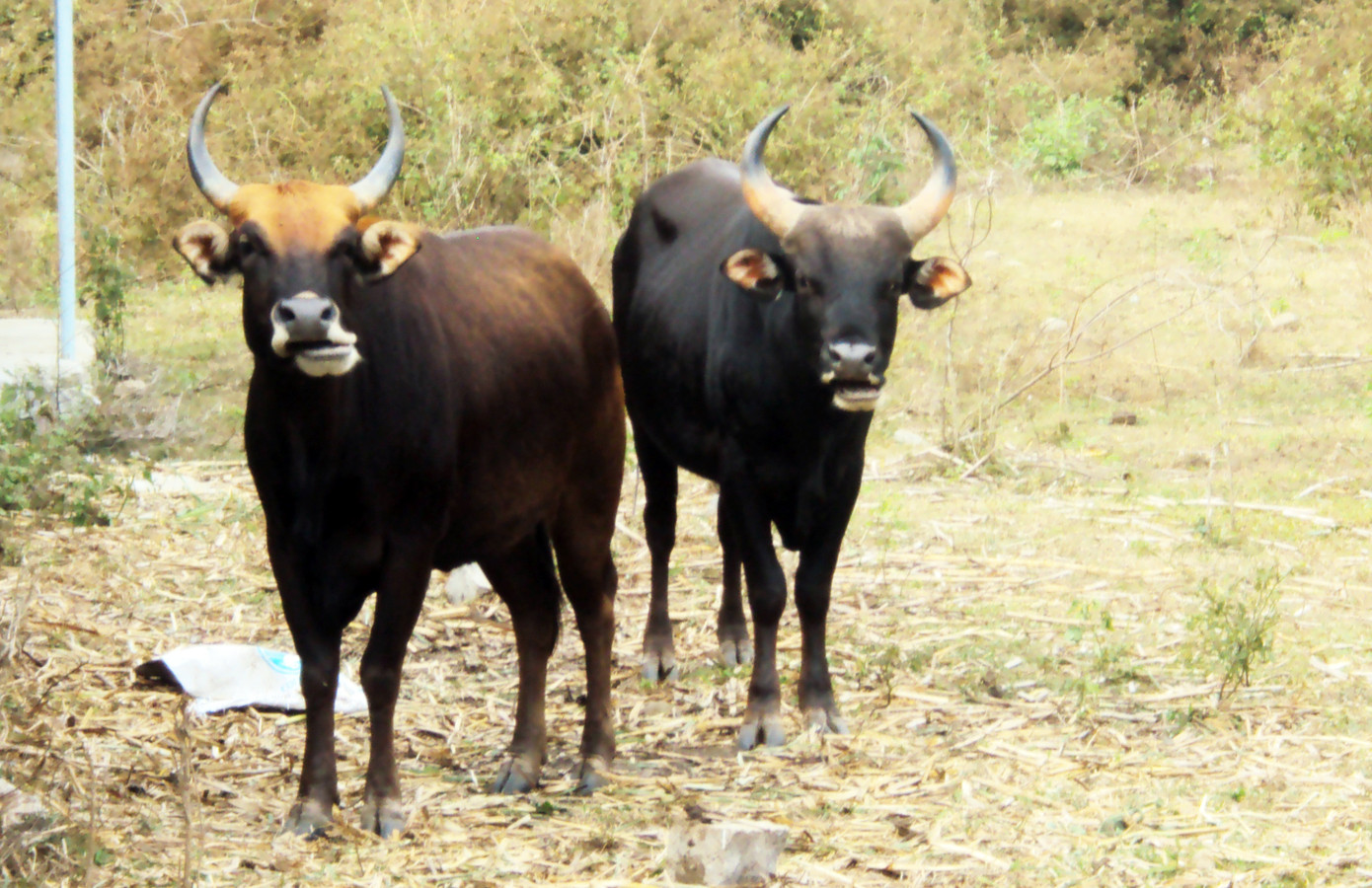 Cây gia phả 3 thế hệ bò tót lai quý hiếm ở Phước Bình ảnh 2